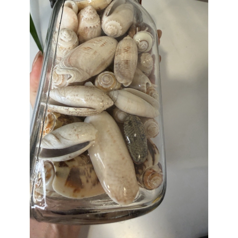 Vintage Wire Bail Glass Canning Jar Full of Olive Sea Shells Coastal Decor 7.5" - Picture 5 of 7